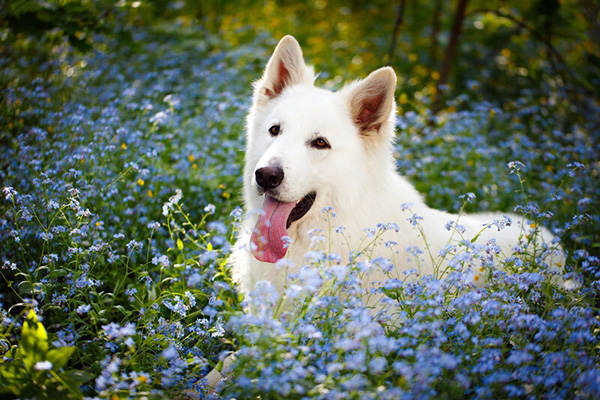 Keokuk IA Dog Vaccinations