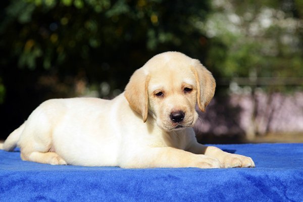 Dog Vaccinations in Keokuk, IA